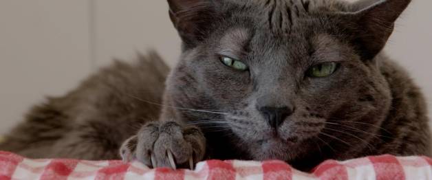 Cat Stories