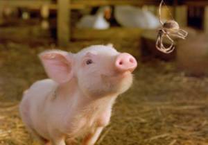 Still: Charlotte's Web