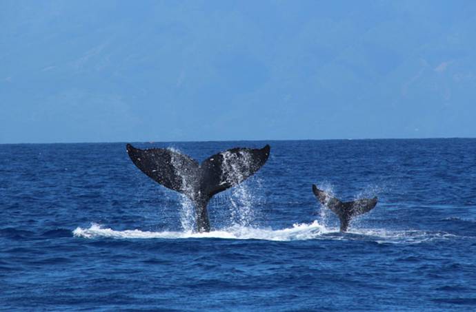 Humpback Whales filmstill