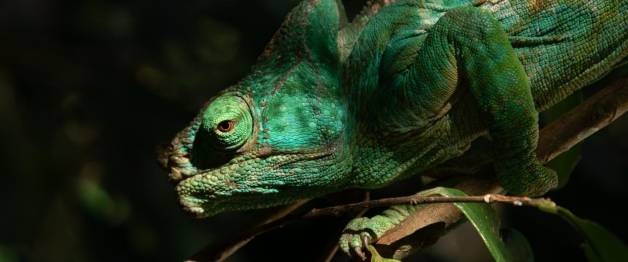 Madagascar