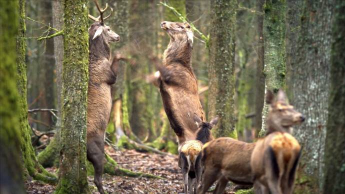 Onze Natuur, het Wilde België filmstill