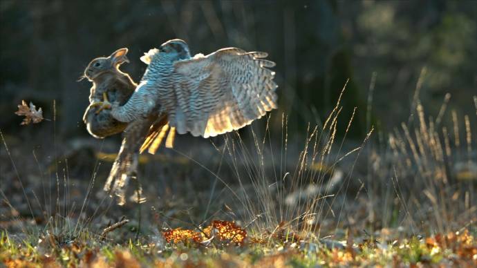 Onze Natuur, het Wilde België filmstill