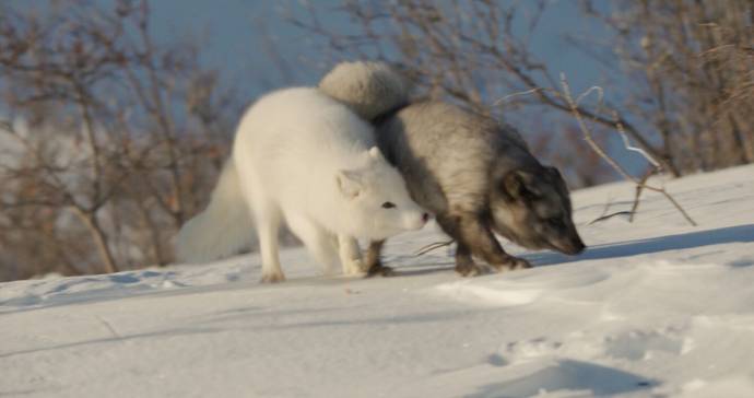 Kina & Yuk, renards de la banquise filmstill