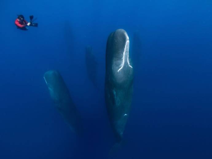 Patrick and the Whale filmstill