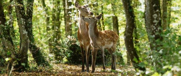 Bambi (NL)