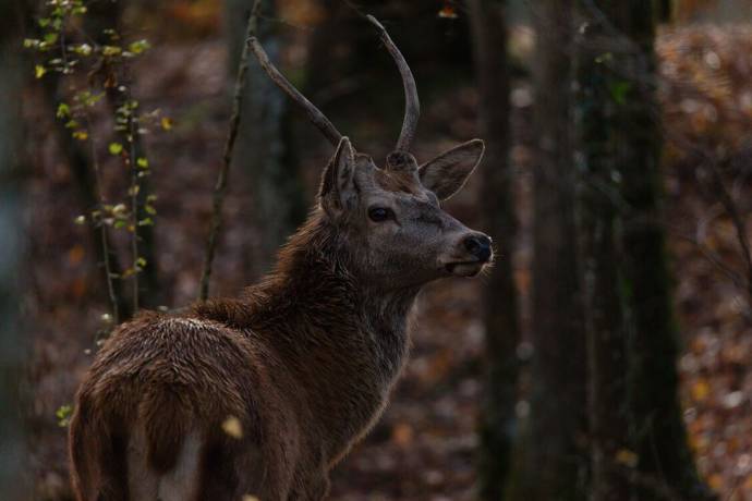 Bambi (NL) filmstill