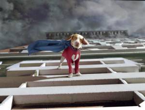 Still: Underdog