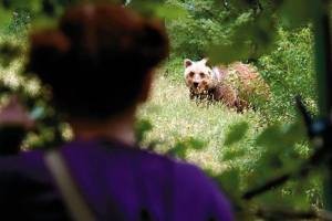 Still: Le Renard et l'enfant