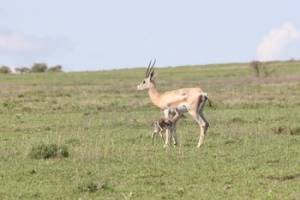 African Bambi