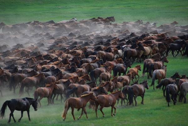 Two Horses of Genghis Khan filmstill