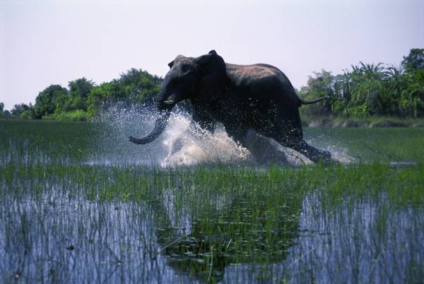 African Adventure: Safari in the Okavango filmstill