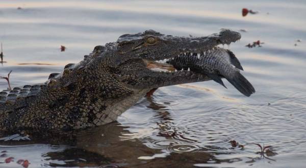 African Adventure: Safari in the Okavango filmstill