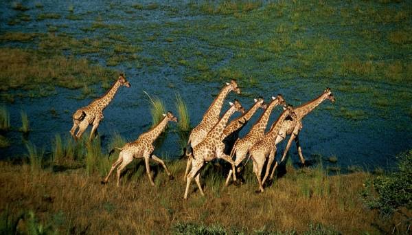 African Adventure: Safari in the Okavango filmstill