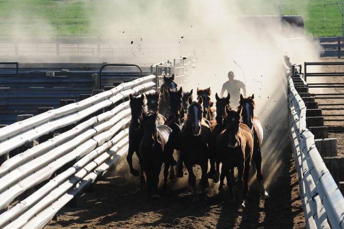 Among Horses and Men filmstill