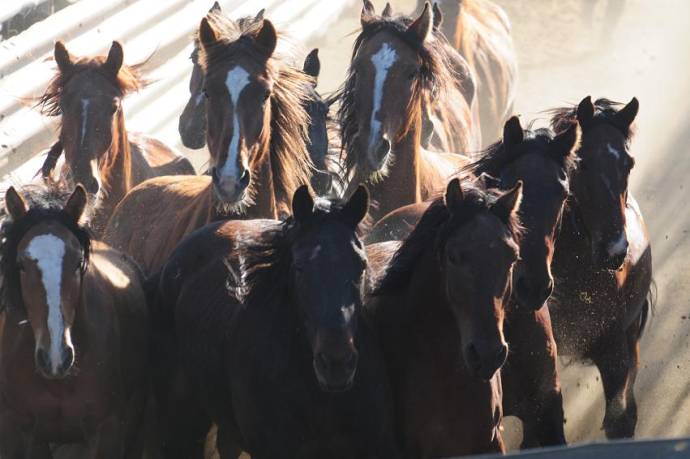 Among Horses and Men filmstill