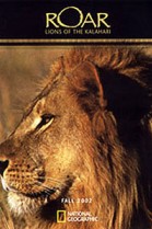 Lions of the Kalahari poster