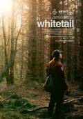 Whitetail